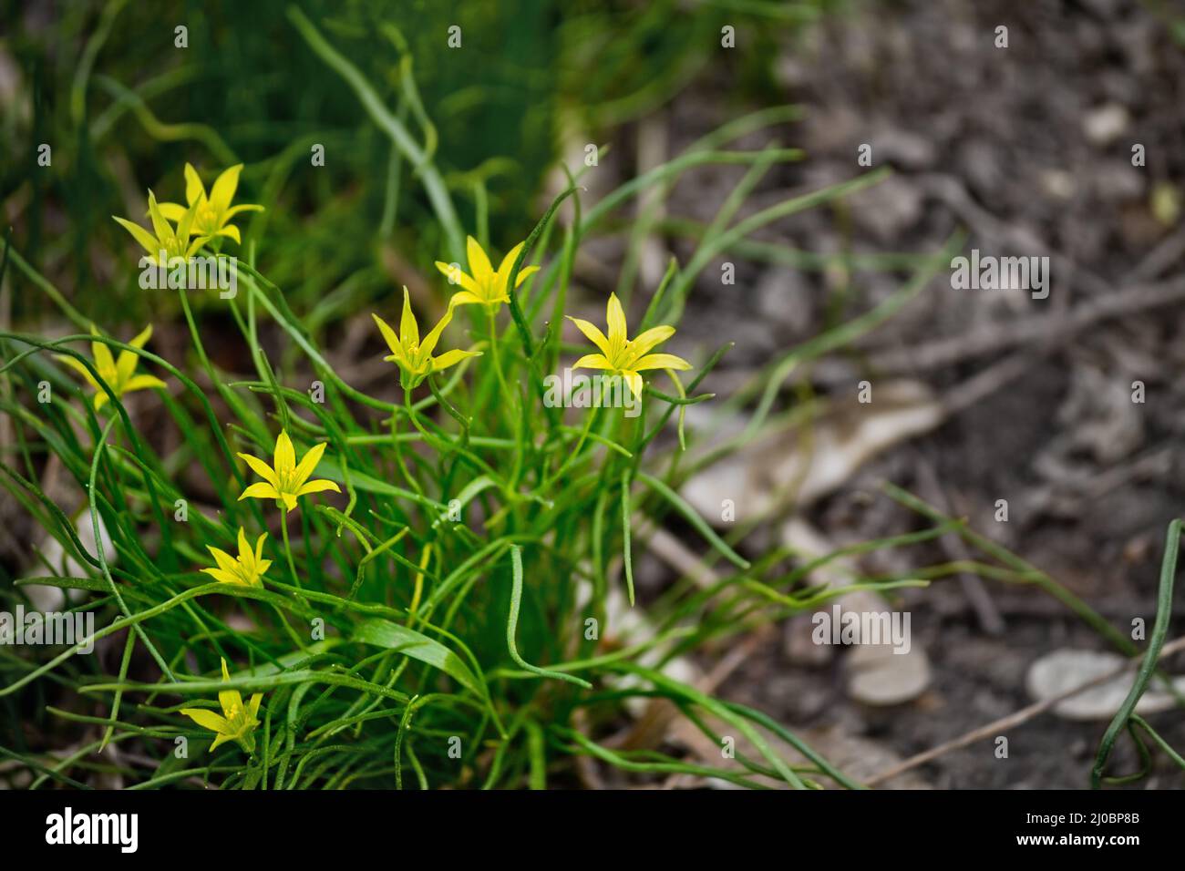 Yellow spring  Gagea flowers closeup on the background of the forest soil Stock Photo