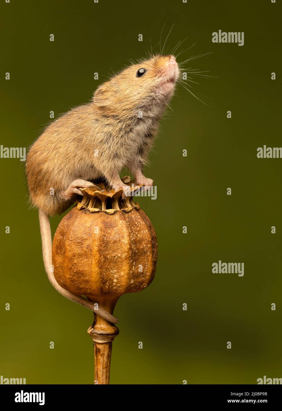 A female Harvest Mouse (Micromys minutus), sitting on the dried seed heads of a Poppy Stock Photo