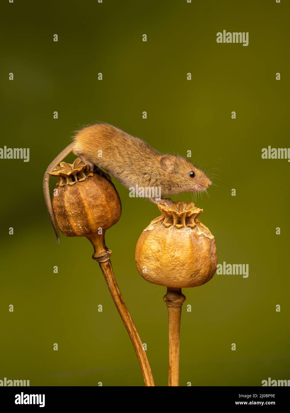 A female Harvest Mouse (Micromys minutus), clambering over the dried seed heads of a Poppy Stock Photo