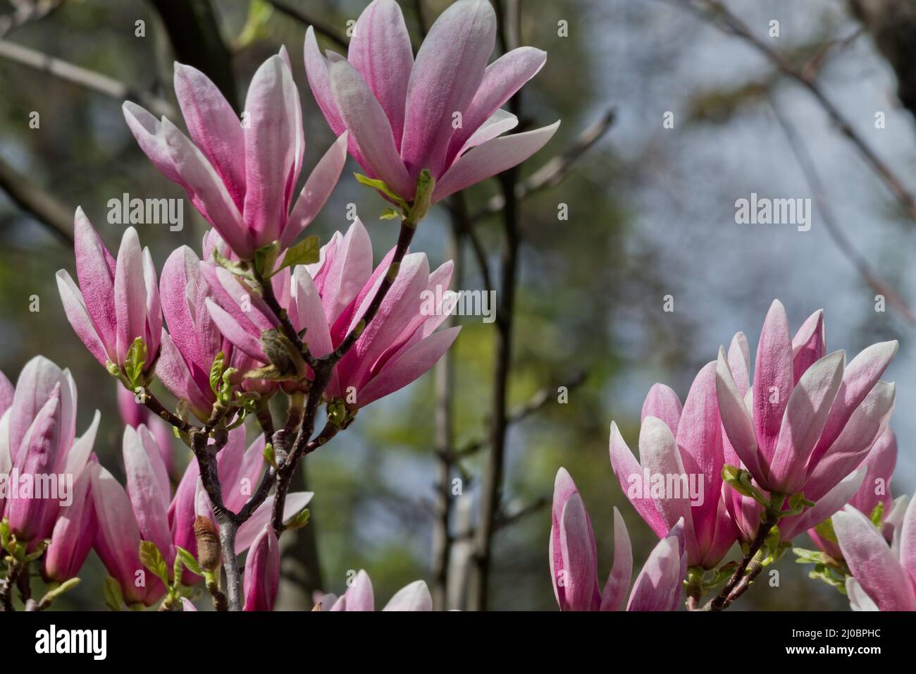 Branch liliales Magnolia with pink flowers closeup Stock Photo