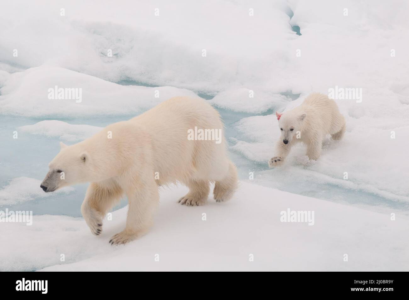 A mother polar bear leads her cub who has an injured ear to safety ...