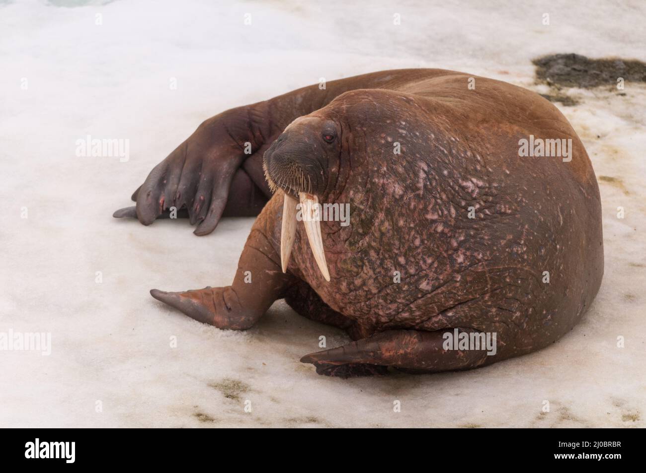 A walrus lies on sea ice in Franz Josef Land, Russia Stock Photo