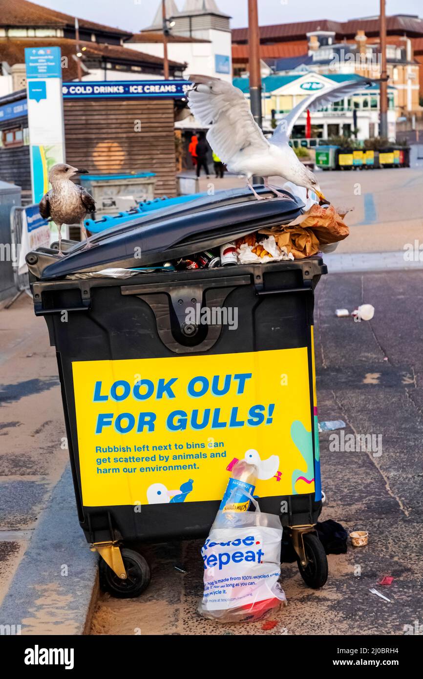 England, Dorset, Bournemouth, Bournemouth Seafront, Seagulls Feeding from Overflowing Rubbish