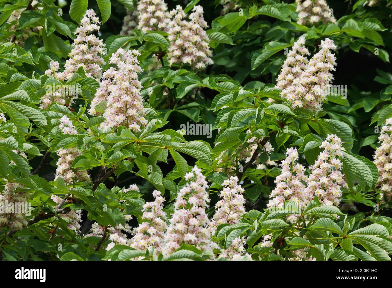 Spring flowering chestnut. White flowers on a tree Stock Photo