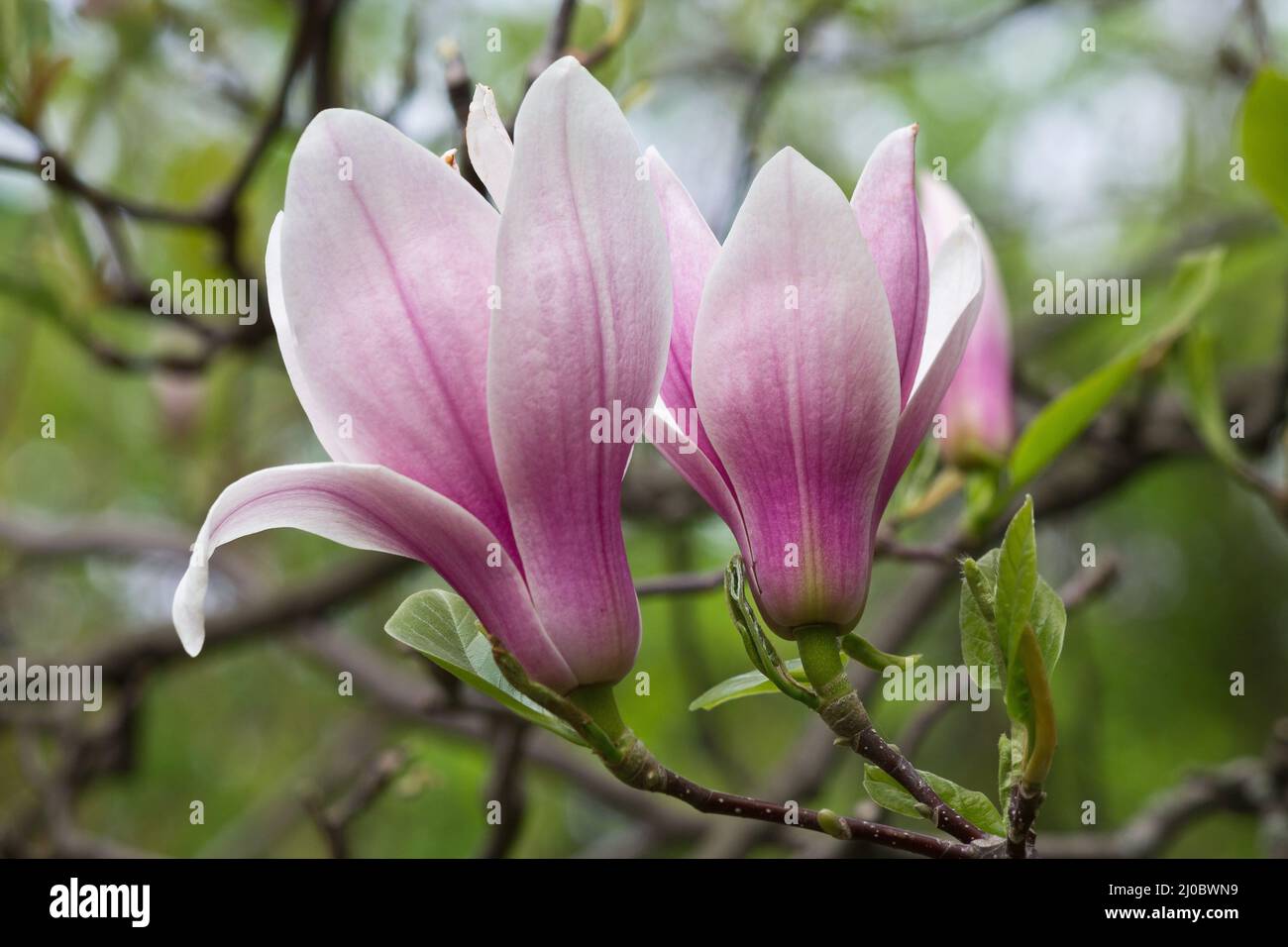 Pink blooming magnolia tree hi-res stock photography and images - Alamy