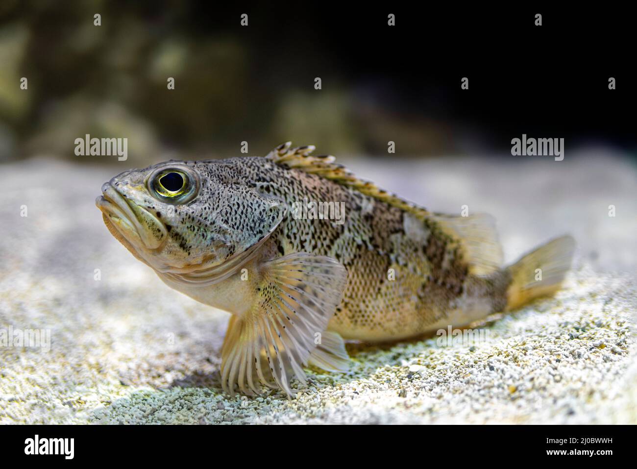 Blackbelly rosefish (Helicolenus dactylopterus) resting on the seabed. Stock Photo
