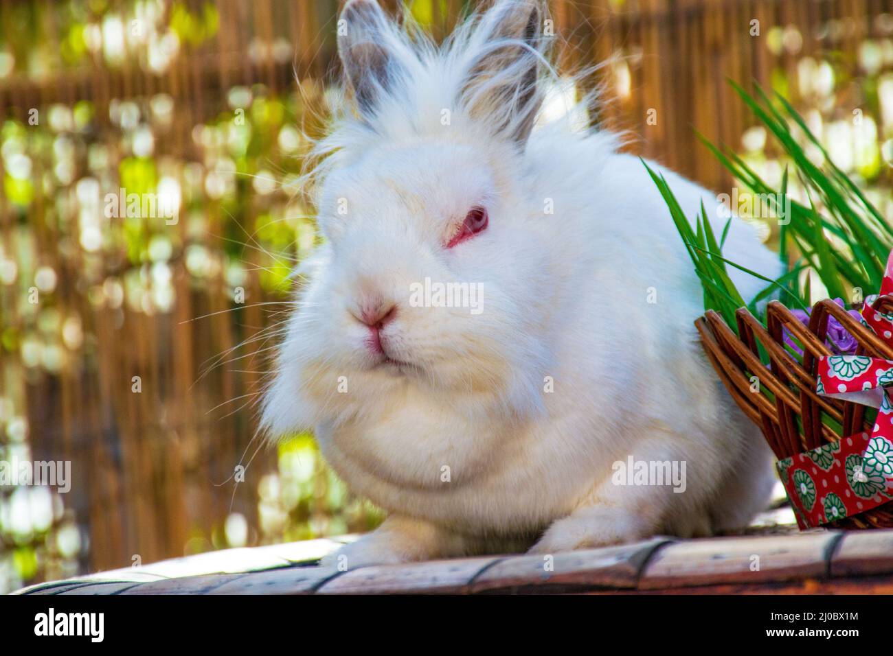 Easter Table Top Bunny in Naturals