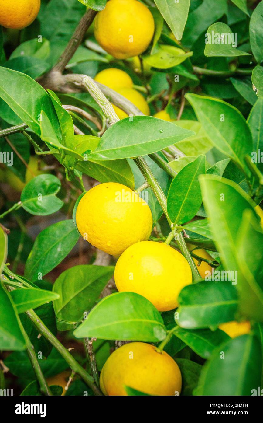 Tangerine orange farm in Jeju island, South Korea Stock Photo Alamy
