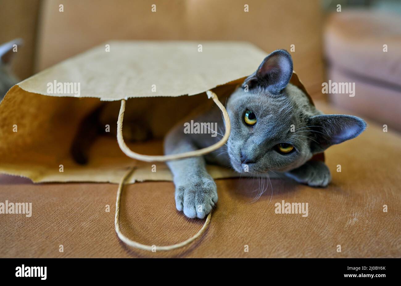 Cat posing inside a box hires stock photography and images Alamy
