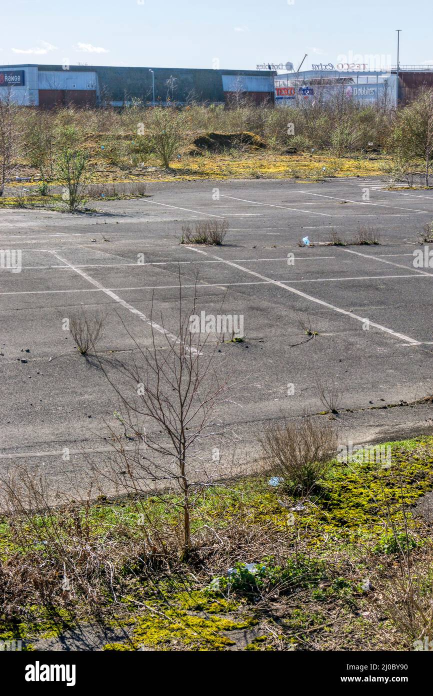 Vegetation reclaiming an abandoned supermarket car park after Tesco moved its main site in King's Lynn. Stock Photo