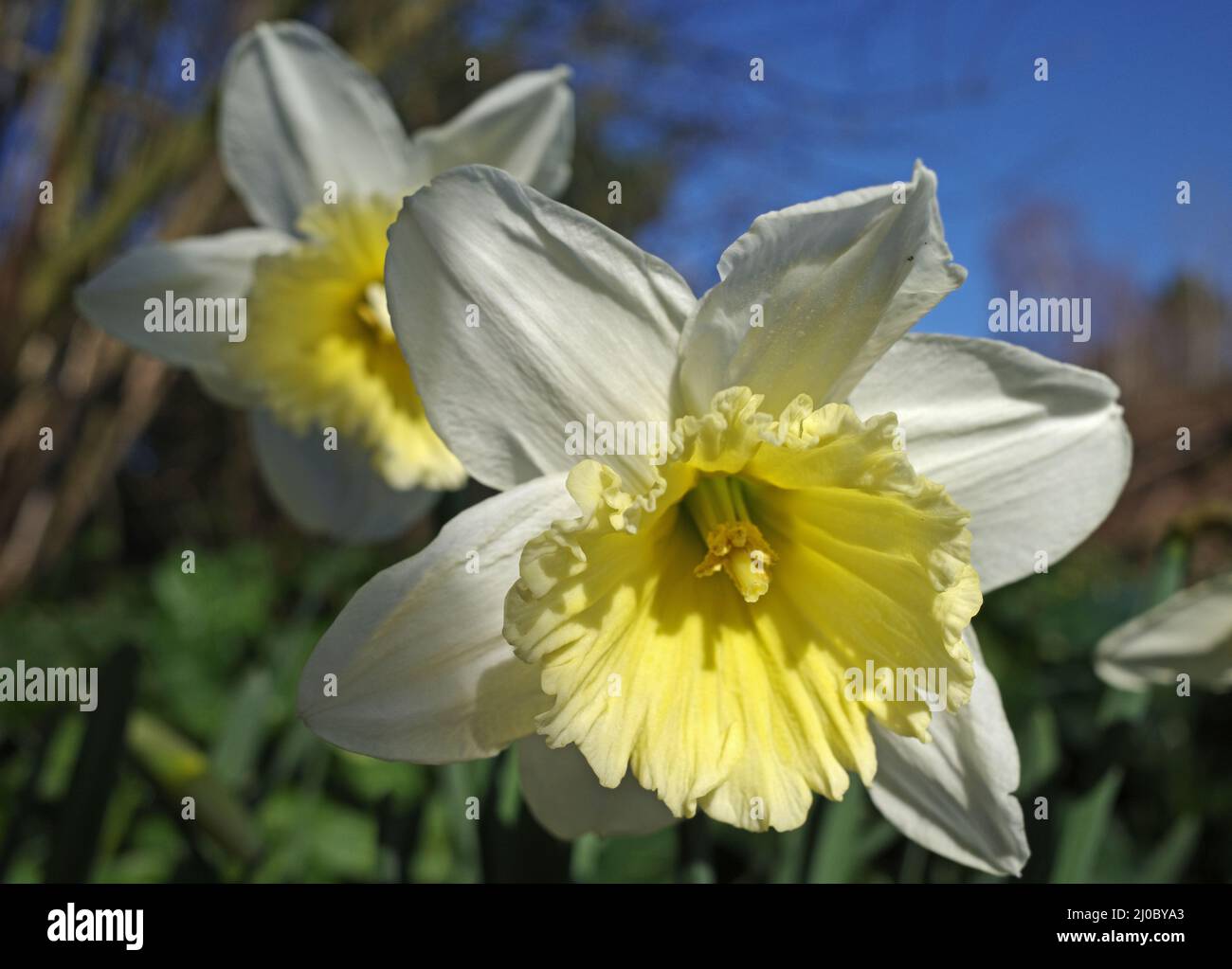 Lovely white daffodils with an light yellow trumpet growing in the wild. It is a cultivar with the name 'Ice Follies', so someone planted a bulb here. Stock Photo
