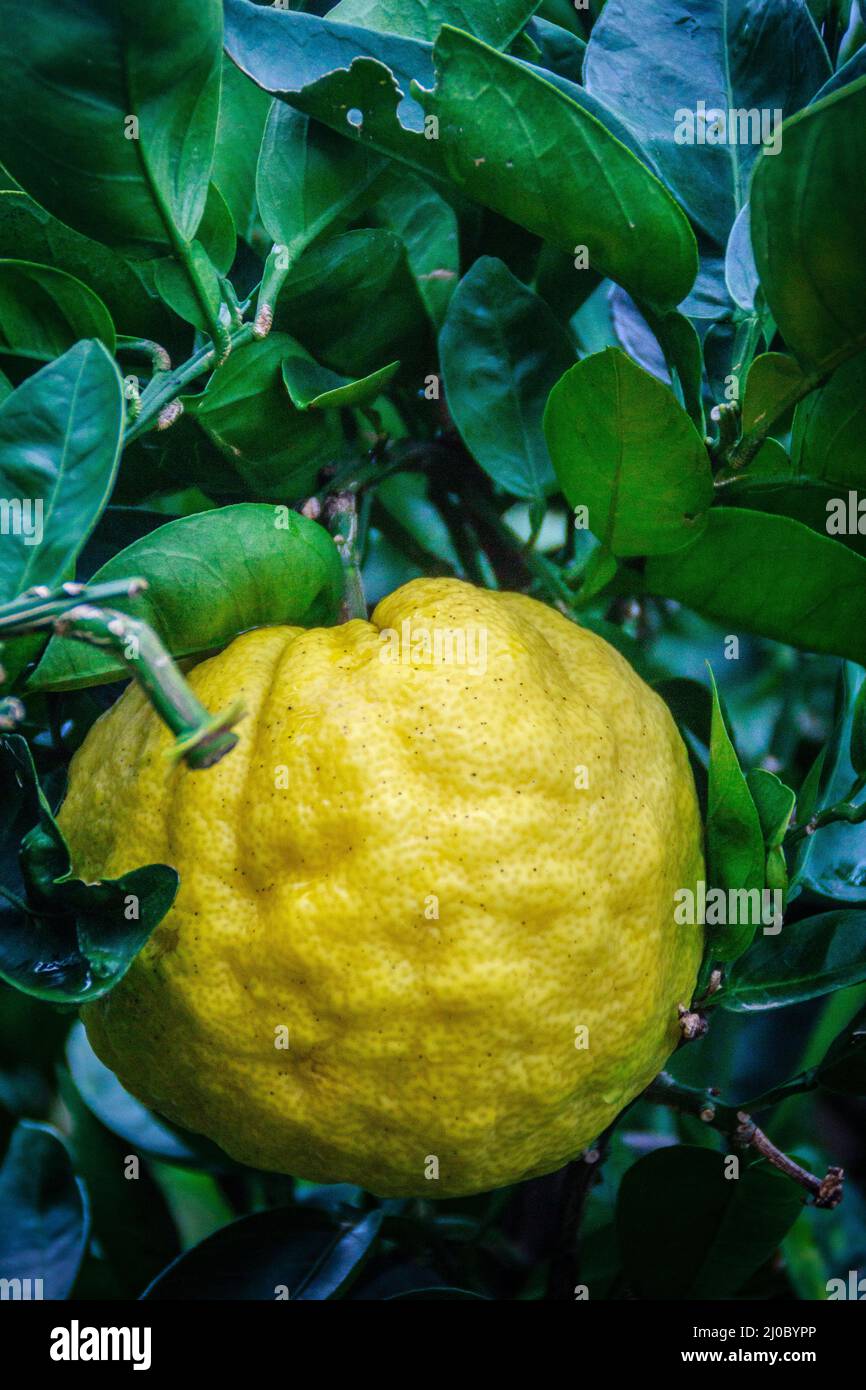 Close up Big Tangerine orange fruit in orange farm at Jeju island