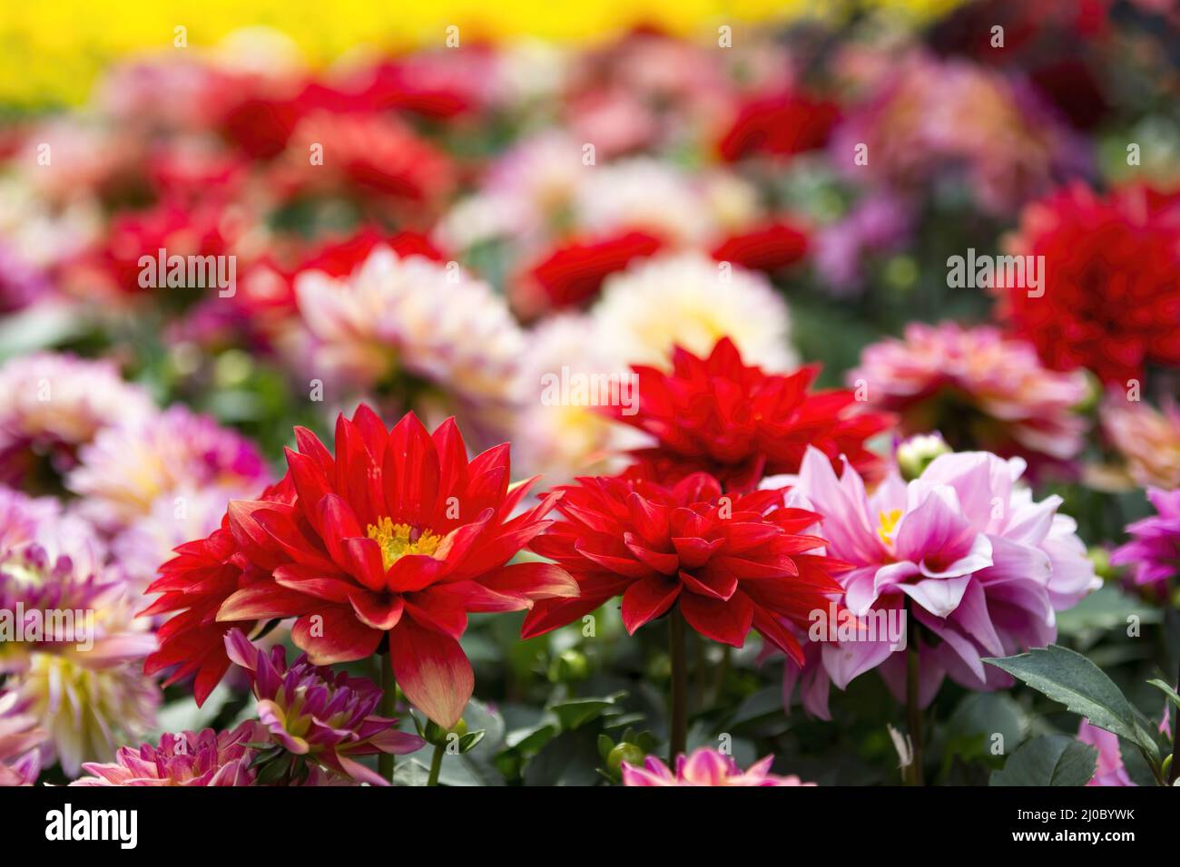 Different colors of flowers in in Hong Kong Flower Show 2108 in