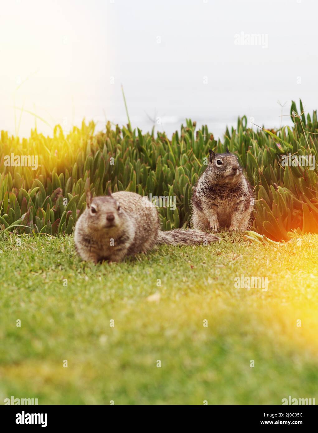 Squirrel Stock Photo