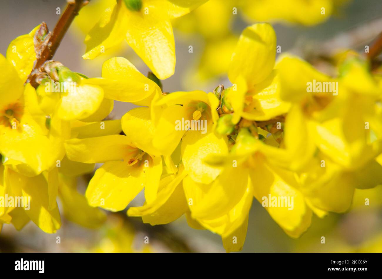 Close up view of a forsythia shrub in flower in spring. Stock Photo