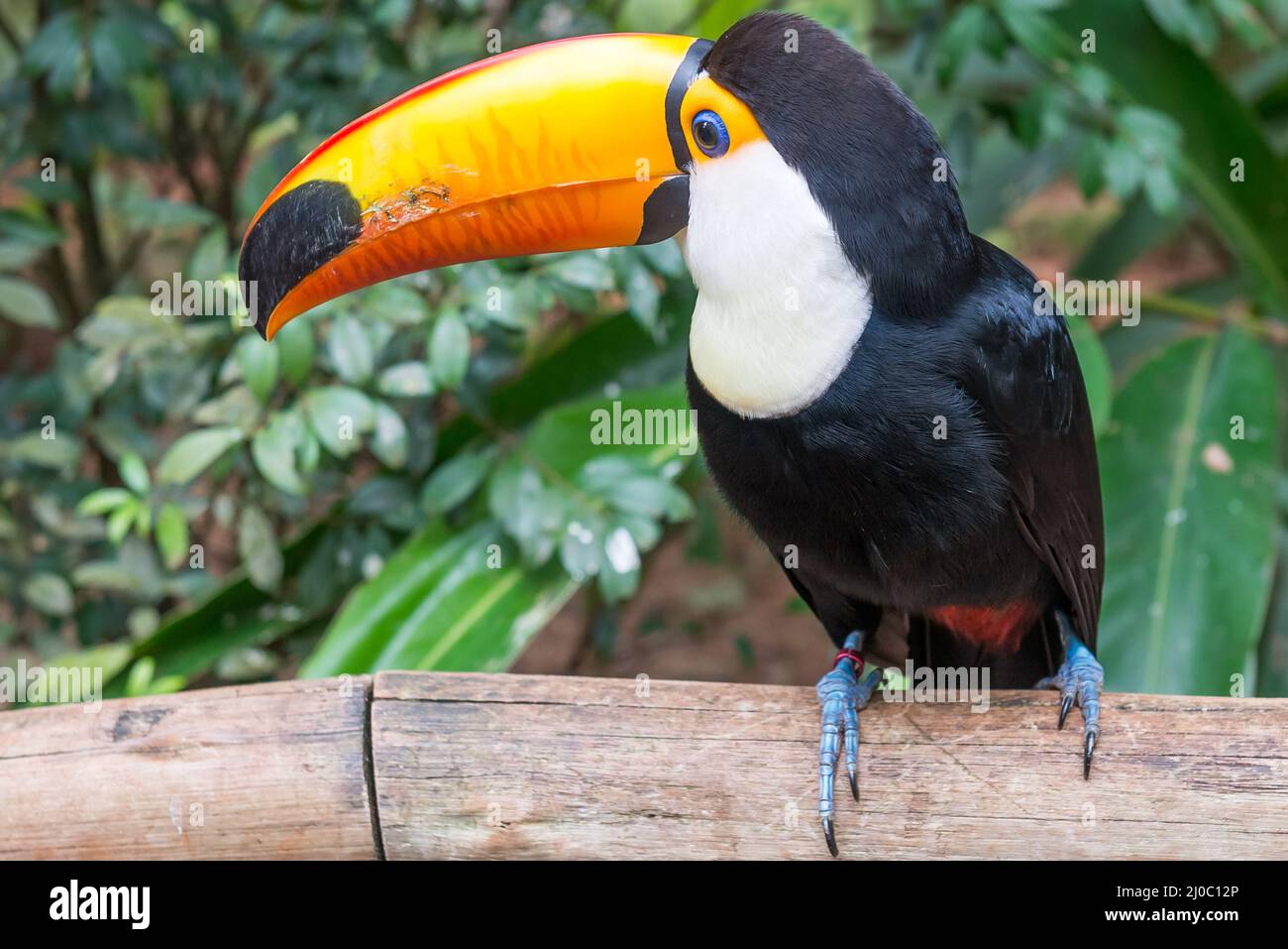 Toucan bird in a tree branch at the forest Stock Photo