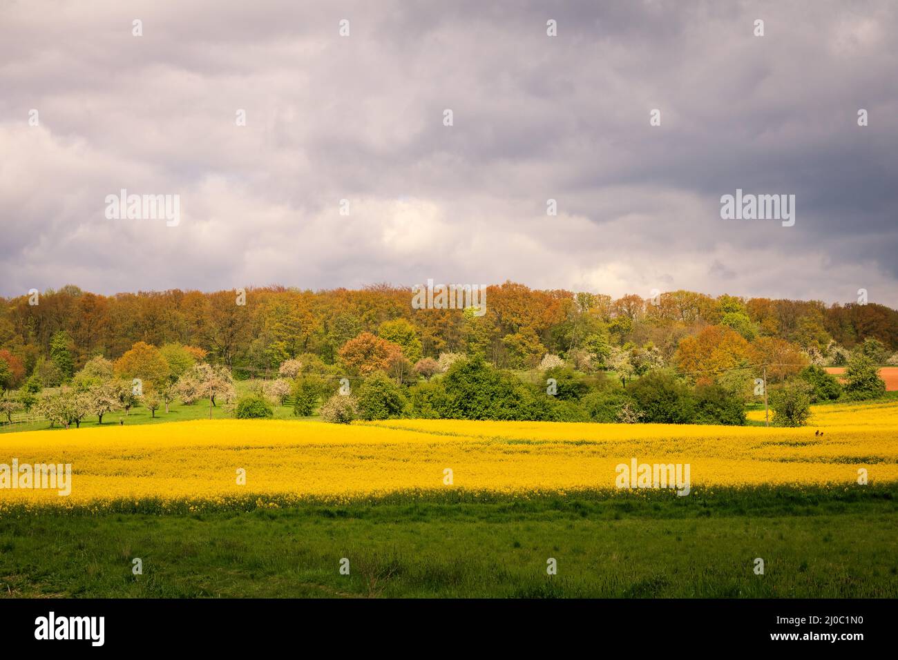 Photo of green and yellow field in germany Stock Photo Alamy