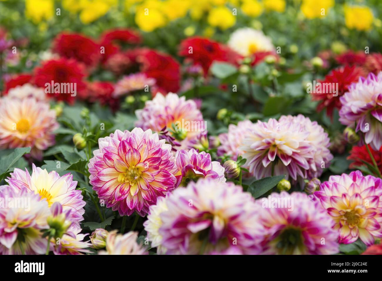 Different colors of flowers in Hong Kong Flower Show 2018 in Victoria