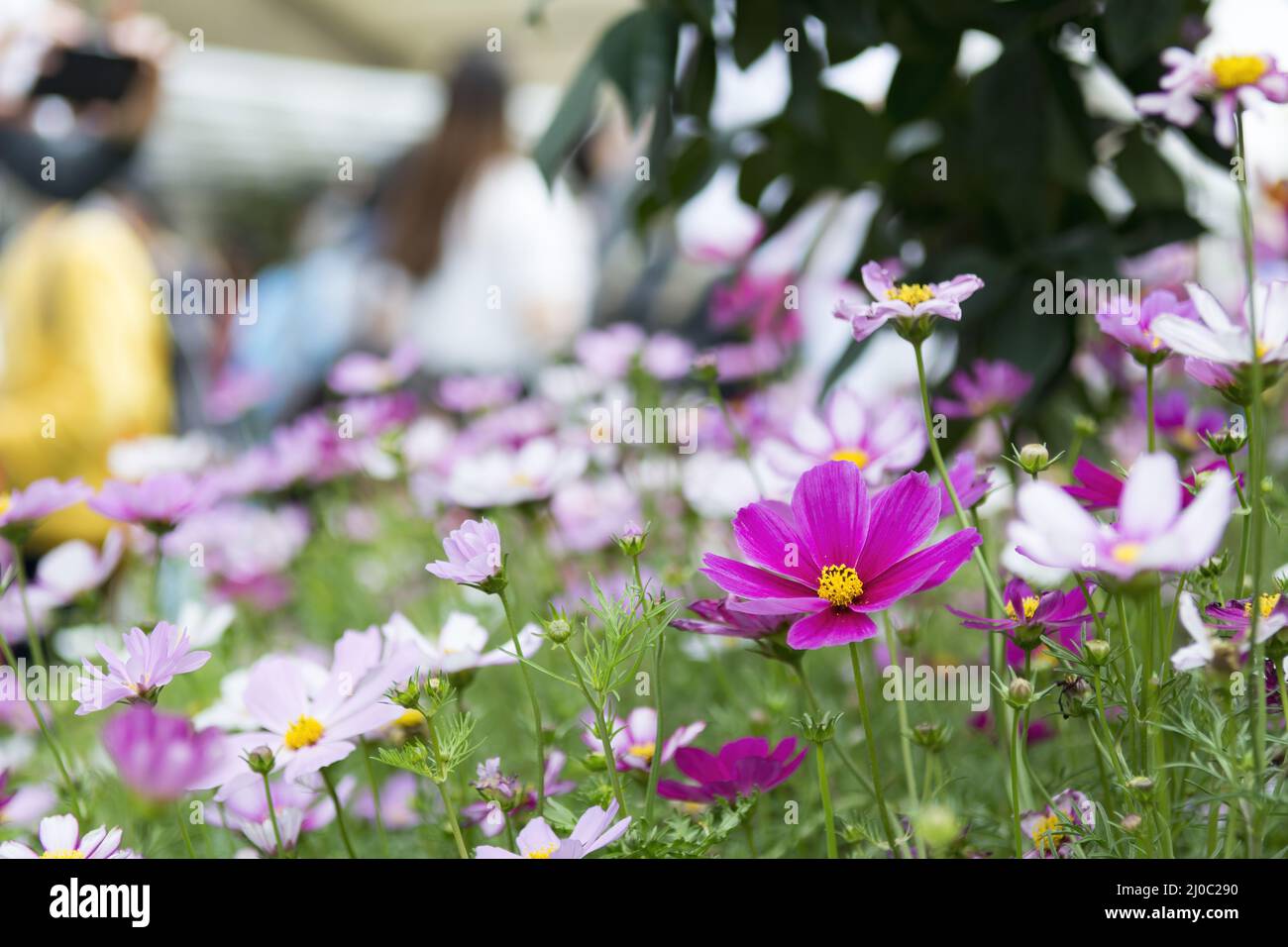 Pink and purple flowers in Hong Kong Flower Show 2108 in Victoria Park