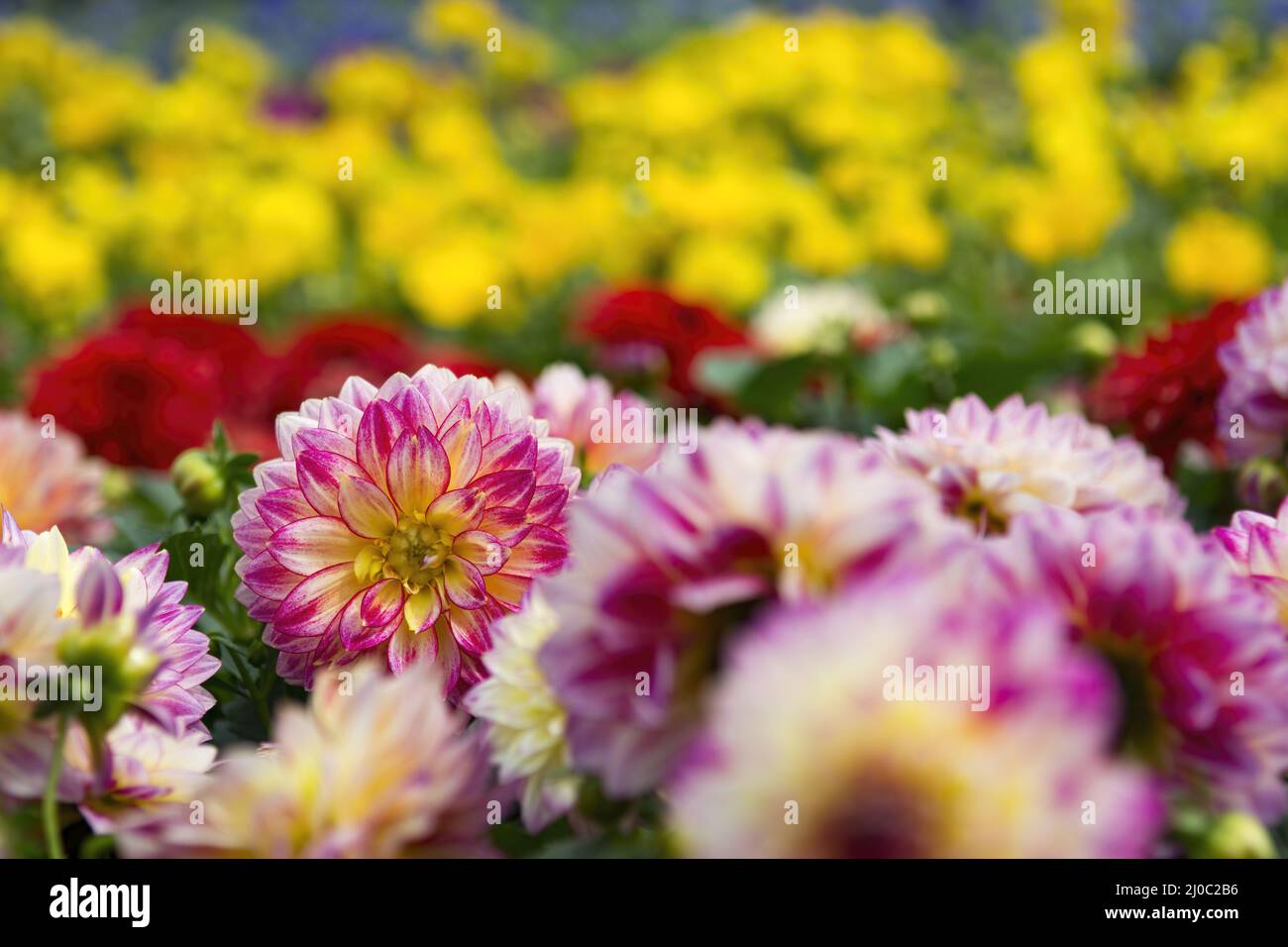 Different colors of flowers in Hong Kong Flower Show 2108 in Victoria