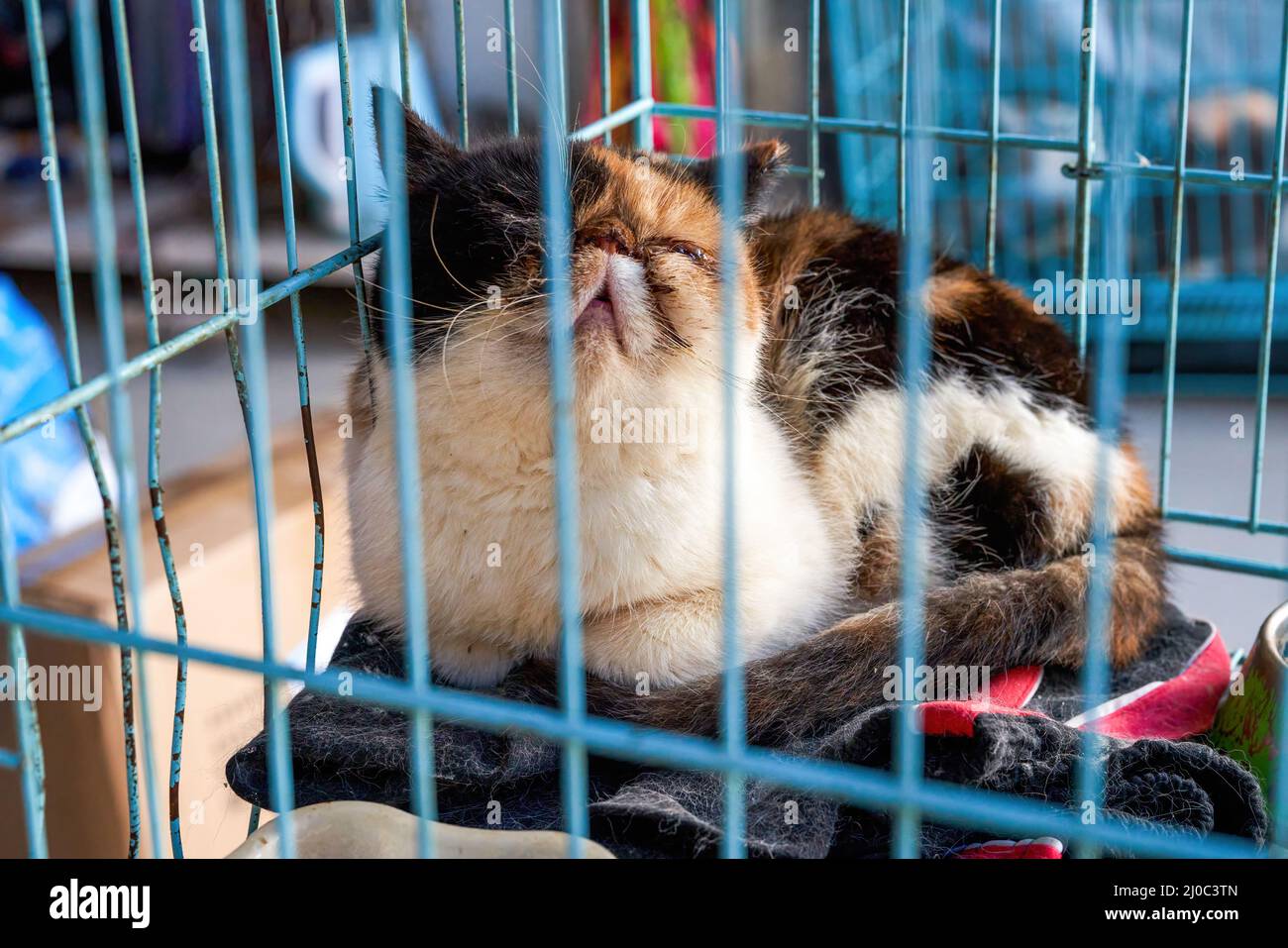Cat sleeping cage hotsell