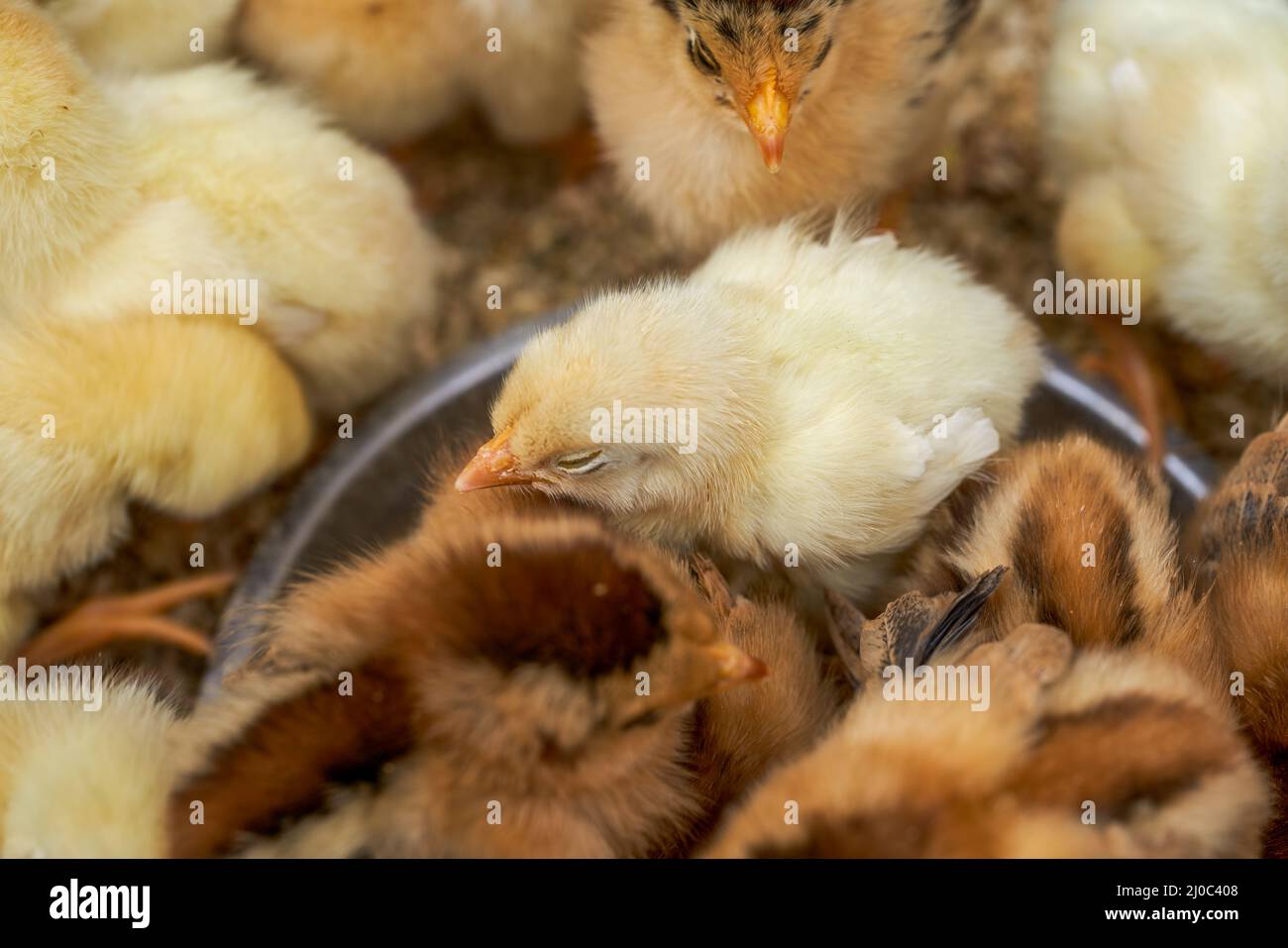 Newly hatched flock of chicks close-up Stock Photo