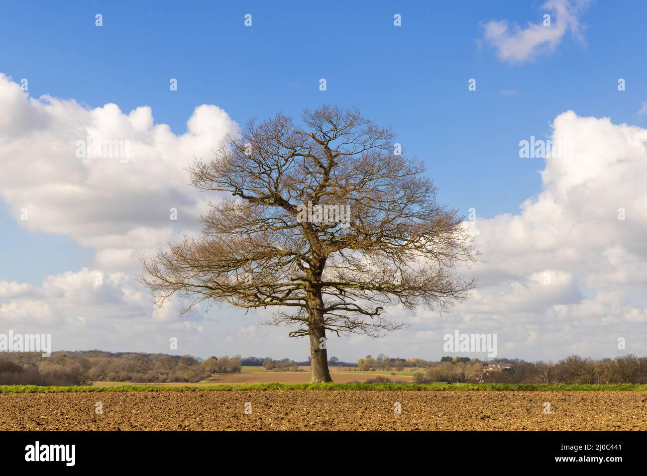 Solitary oak tree in a field in early spring on a sunny day.  Much Hadham, Hertfordshire. UK Stock Photo