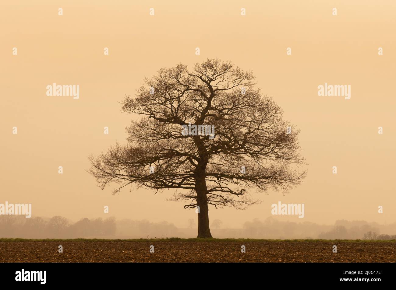 Solitary Oak tree on a cloudy day with Sahara dust in the air. March 2022. Hertfordshire. UK Stock Photo