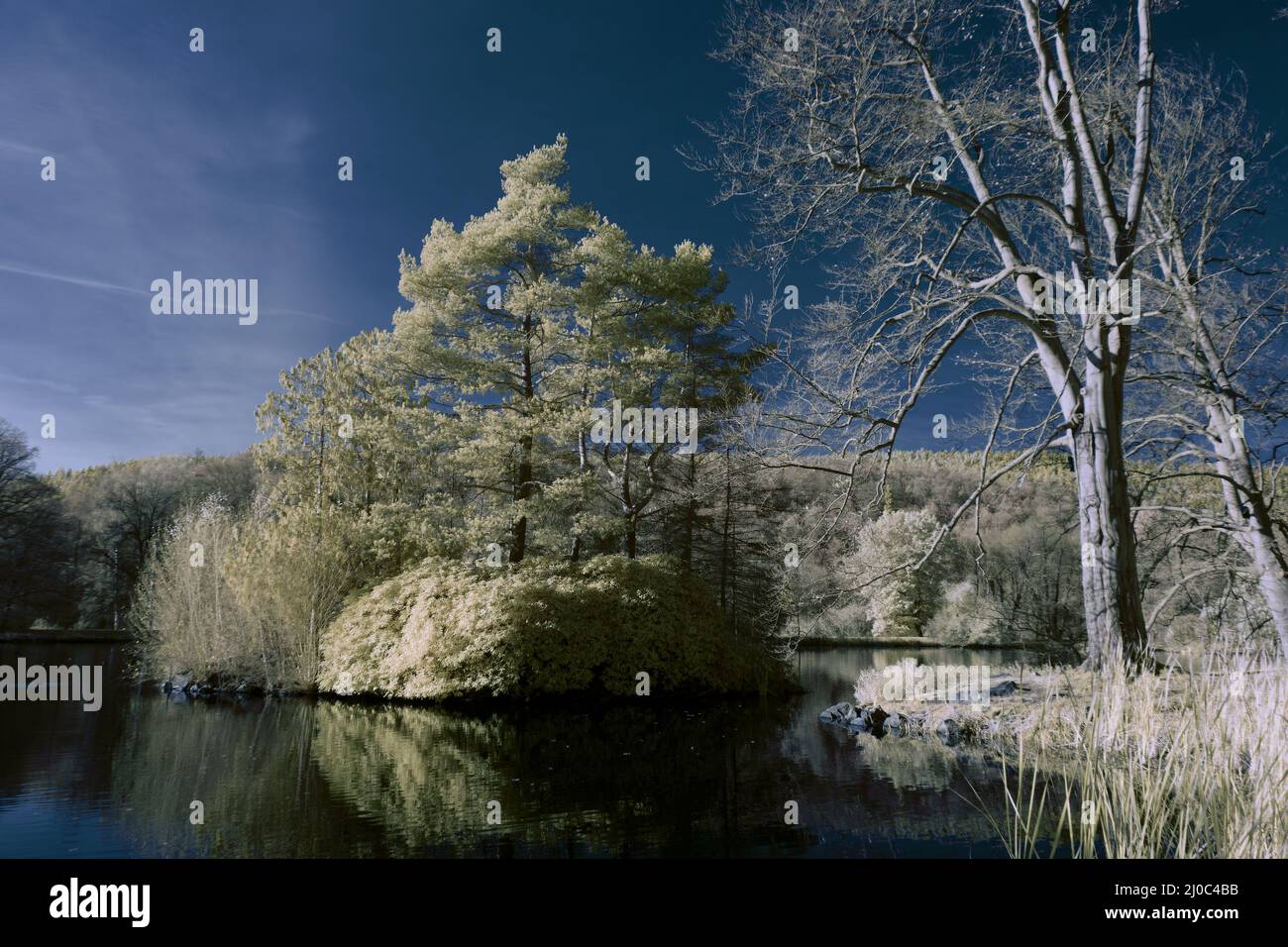 Infrared 720nm landscape with glowing white vegetation, surreal ...