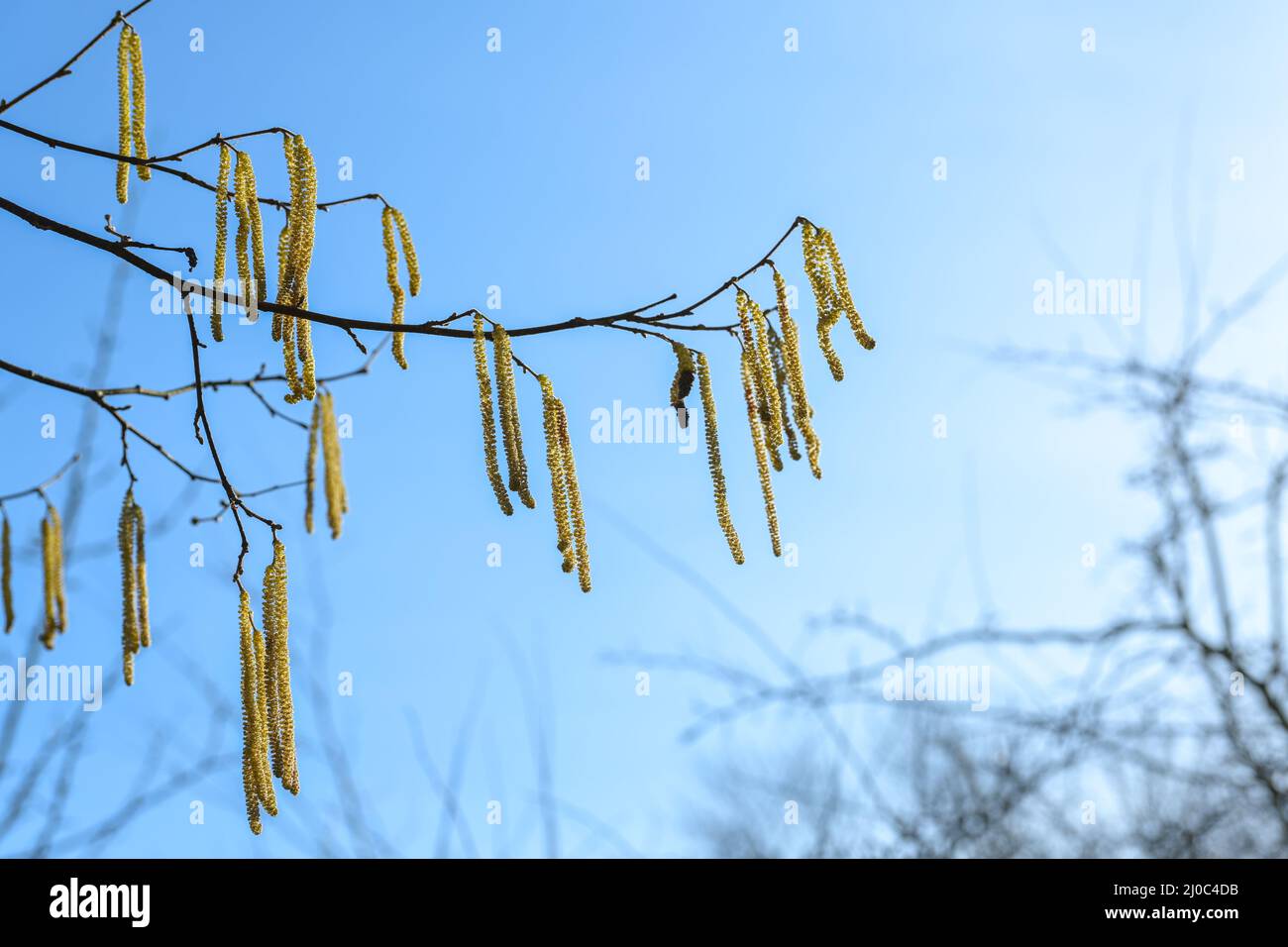 Yellow male catkins with pollen of a common hazel (Corylus avellana) against a blue sky in spring, important bee feeding and strong allergen for many Stock Photo