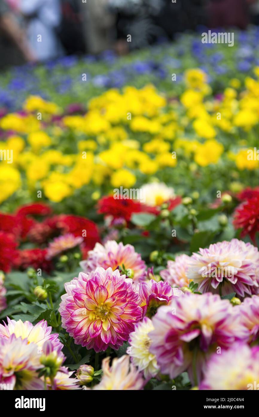 Different colors of flowers in in Hong Kong Flower Show 2108 in