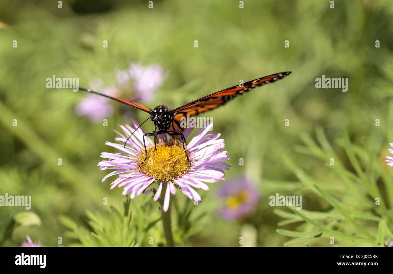 Monarch butterfly, Danaus plexippus, in a butterfly garden on a flower ...