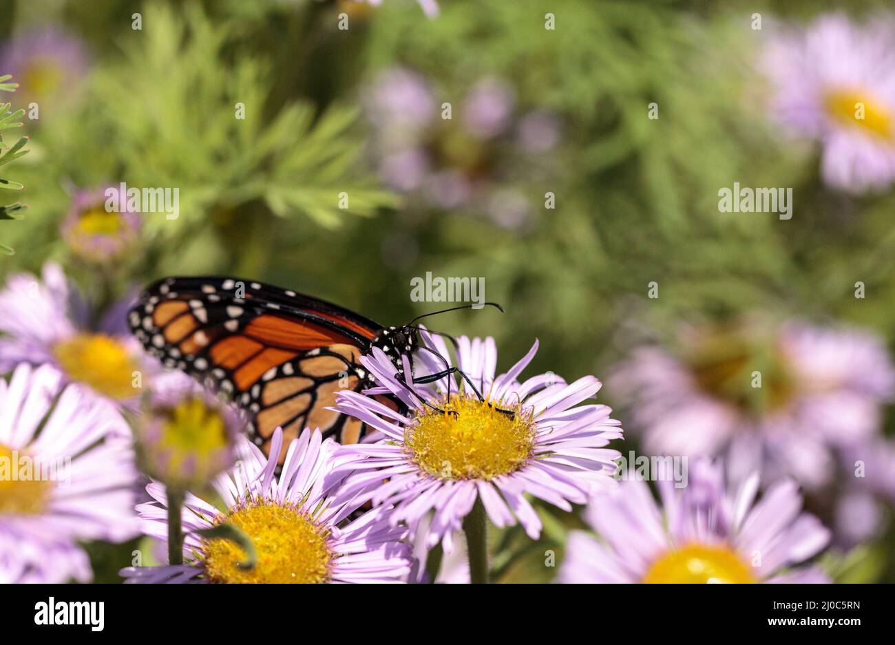 Monarch butterfly, Danaus plexippus, in a butterfly garden on a flower ...
