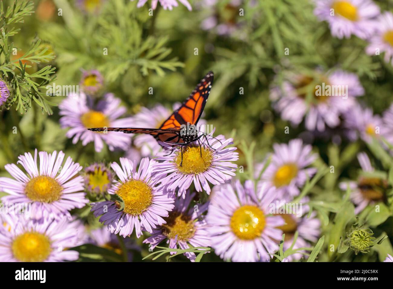 Monarch butterfly, Danaus plexippus, in a butterfly garden on a flower ...