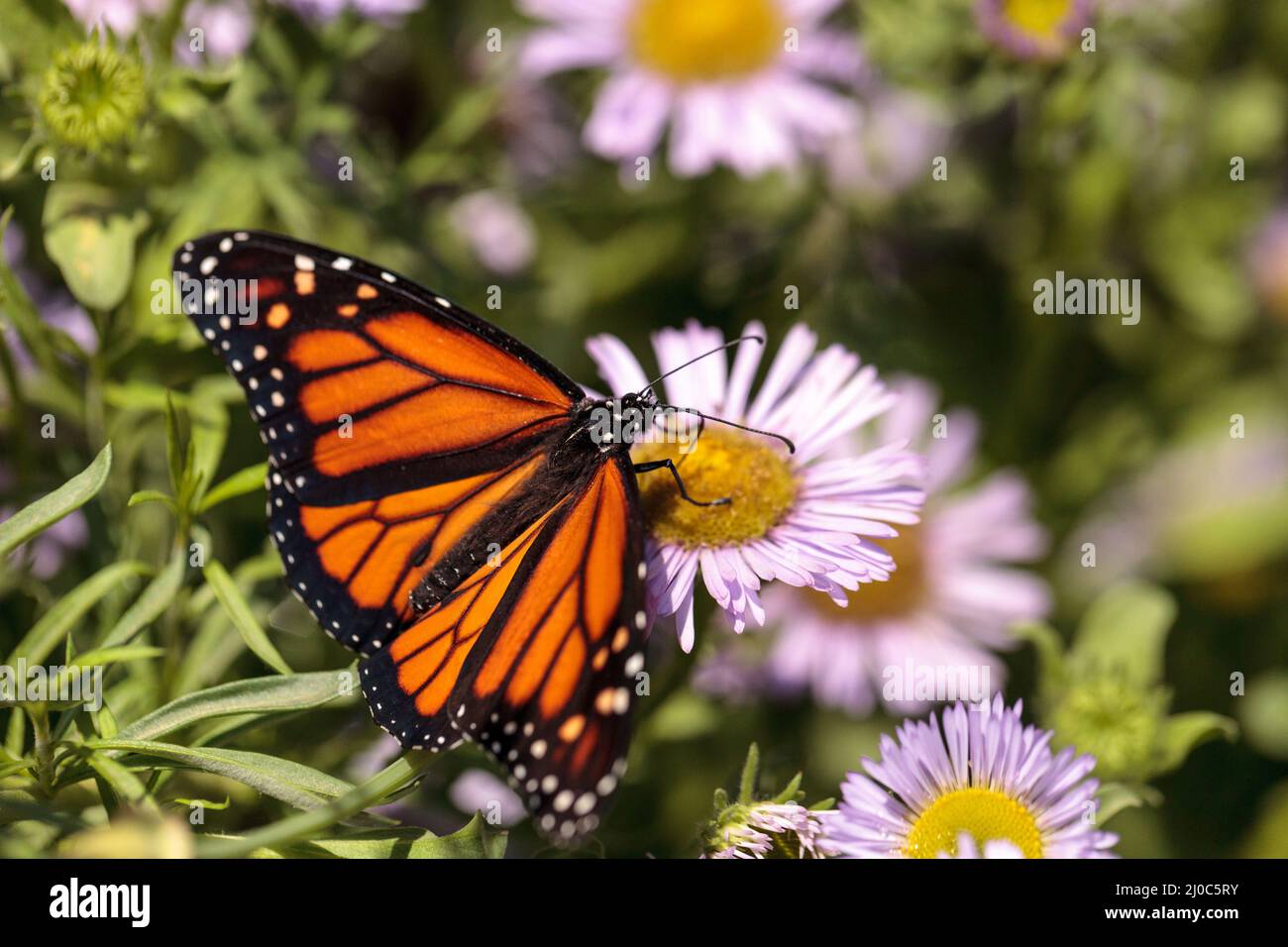 Monarch butterfly, Danaus plexippus, in a butterfly garden on a flower ...
