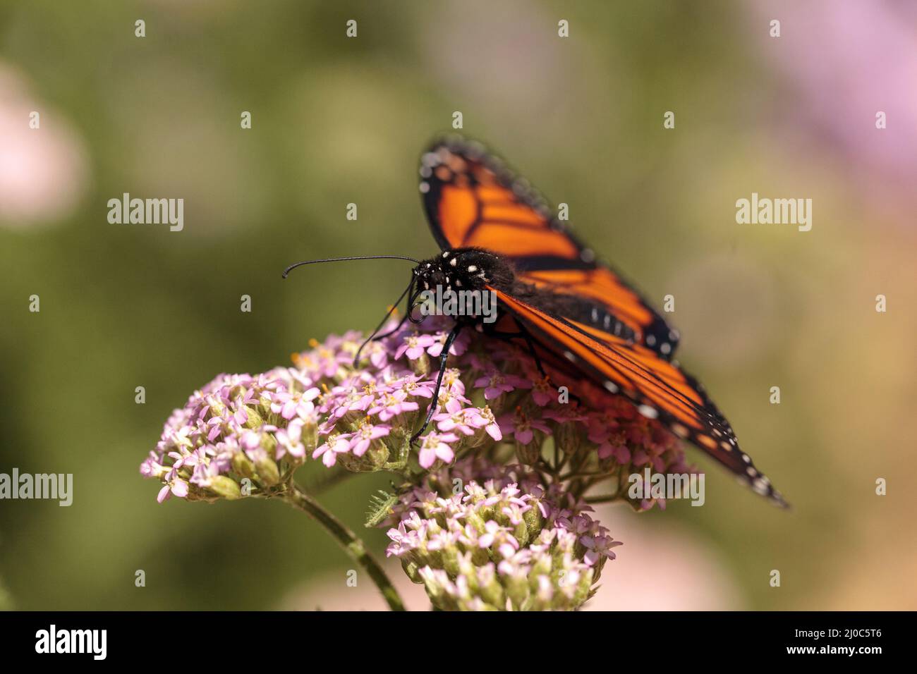 Monarch butterfly, Danaus plexippus, in a butterfly garden on a flower ...