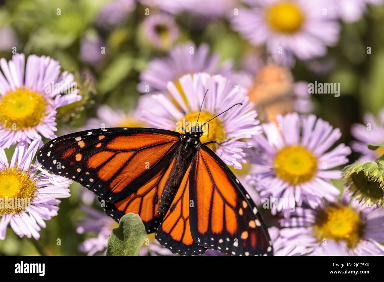 Monarch butterfly, Danaus plexippus, in a butterfly garden on a flower ...