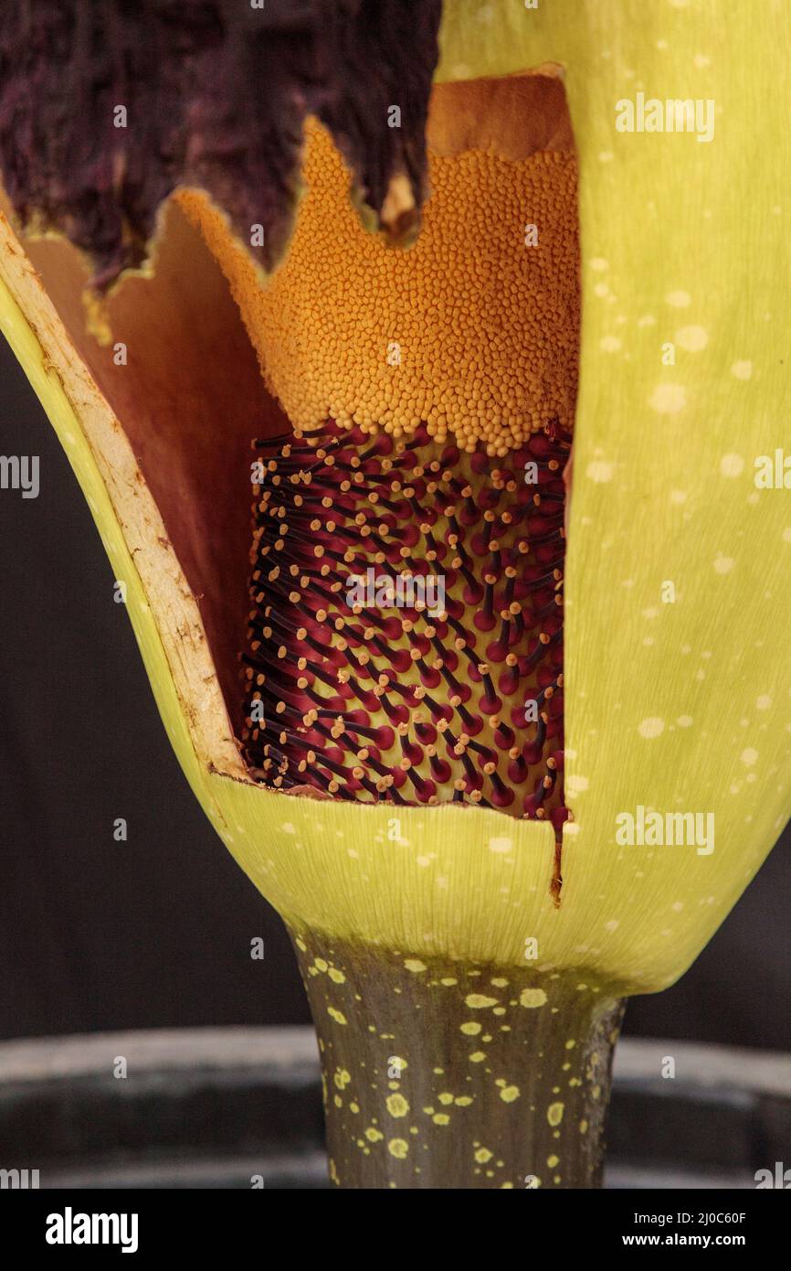 Once every ten years the corpse flower, Amorphophallus titanum, blooms for only 24 to 48 hours Stock Photo