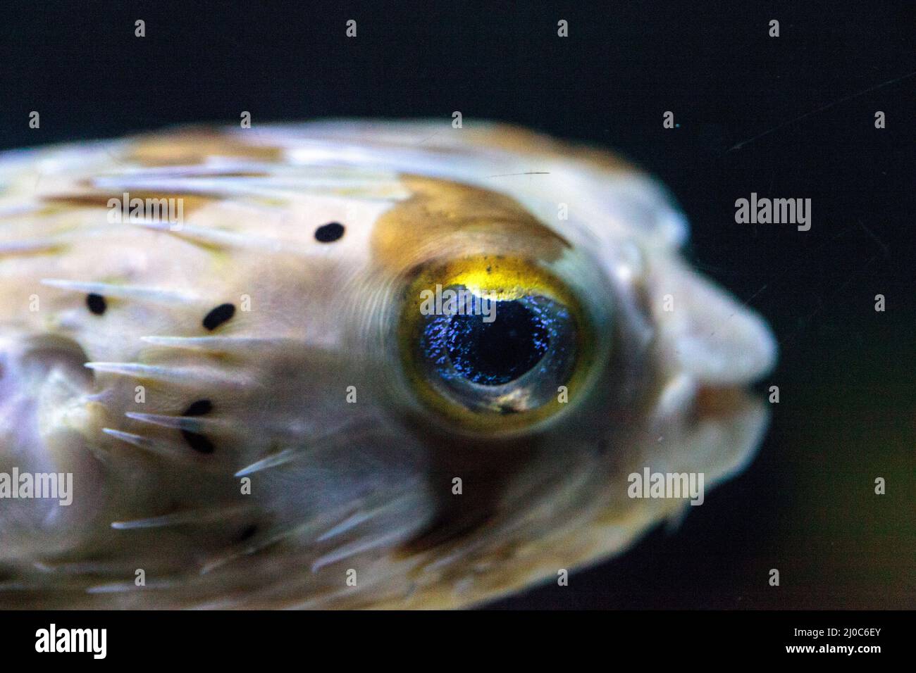 Spiny porcupinefish Diodon holocanthus has eyes that sparkle with blue flecks Stock Photo