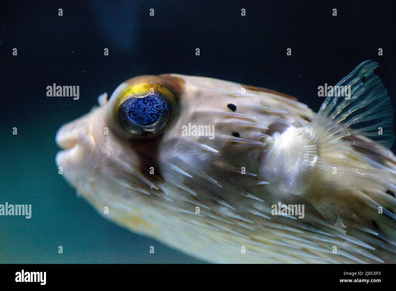 Spiny porcupinefish Diodon holocanthus has eyes that sparkle with blue flecks Stock Photo