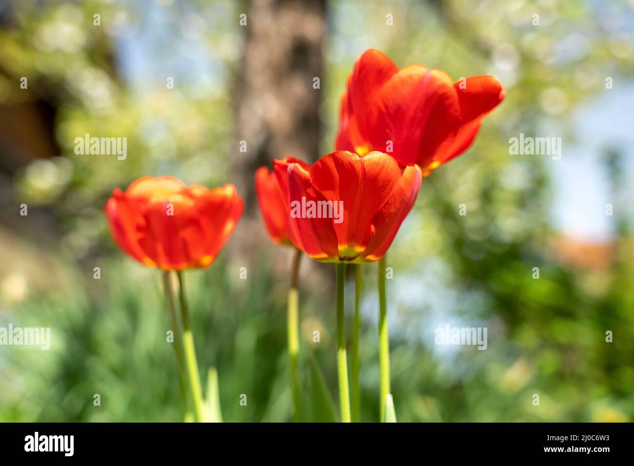 Tulpe - Tulipa - Frühjahrsblüher im Hausgarten Stock Photo