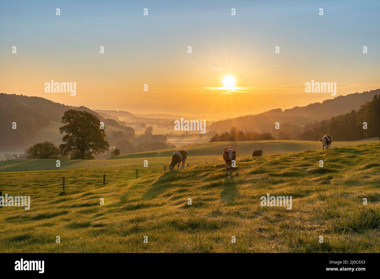 Jungvieh friedlich grasend im Sonnenaufgang über dem Surtal mit Salzburg im Hintergrund, Deutschland gesehen von Quirn aus (Gmd. Surberg - lkrs. Traun Stock Photo