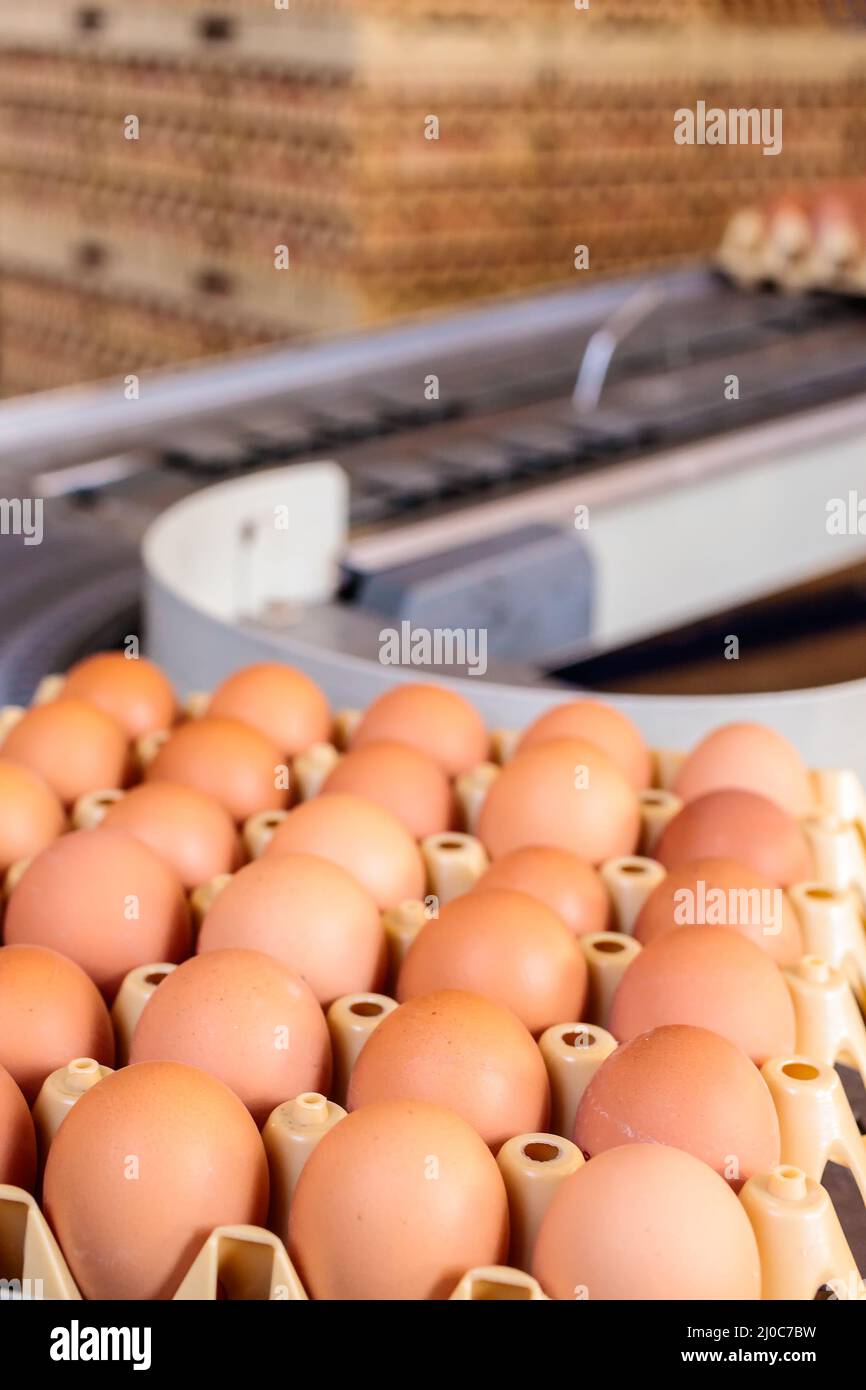 Conveyor belt transporting crates with fresh eggs on an organic chicken farm Stock Photo