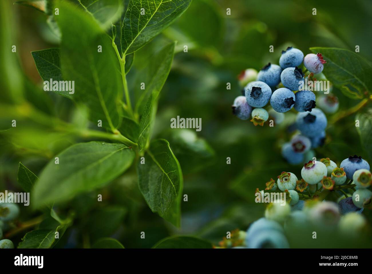 Blueberry bush on sunset, organic ripe with succulent berries, just