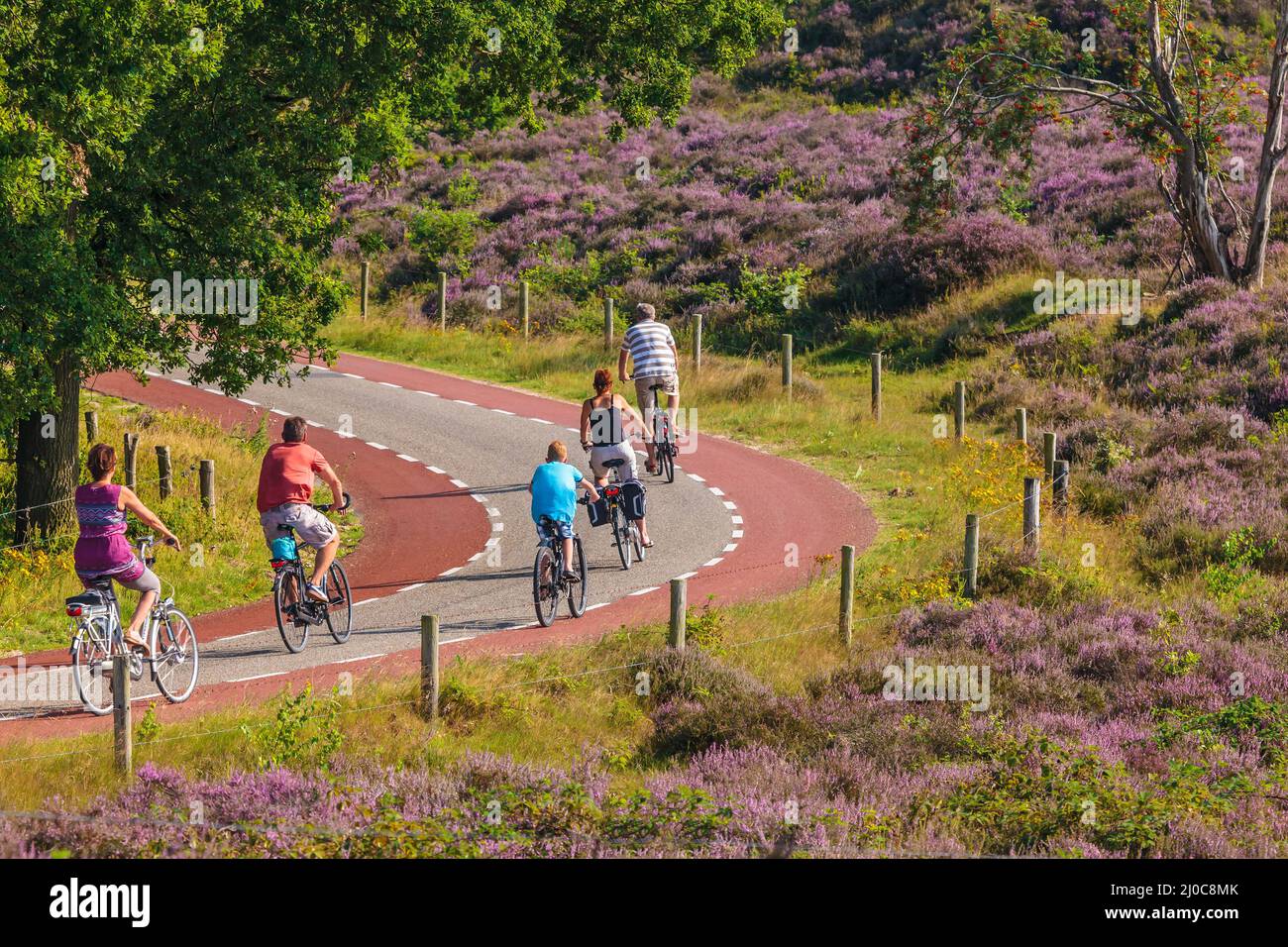 RHEDEN, THE NETHERLANDS - AUGUST 13, 2015: Cycling tourists in Dutch national park Veluwezoom with blooming purple heath in Rheden, The Netherlands Stock Photo