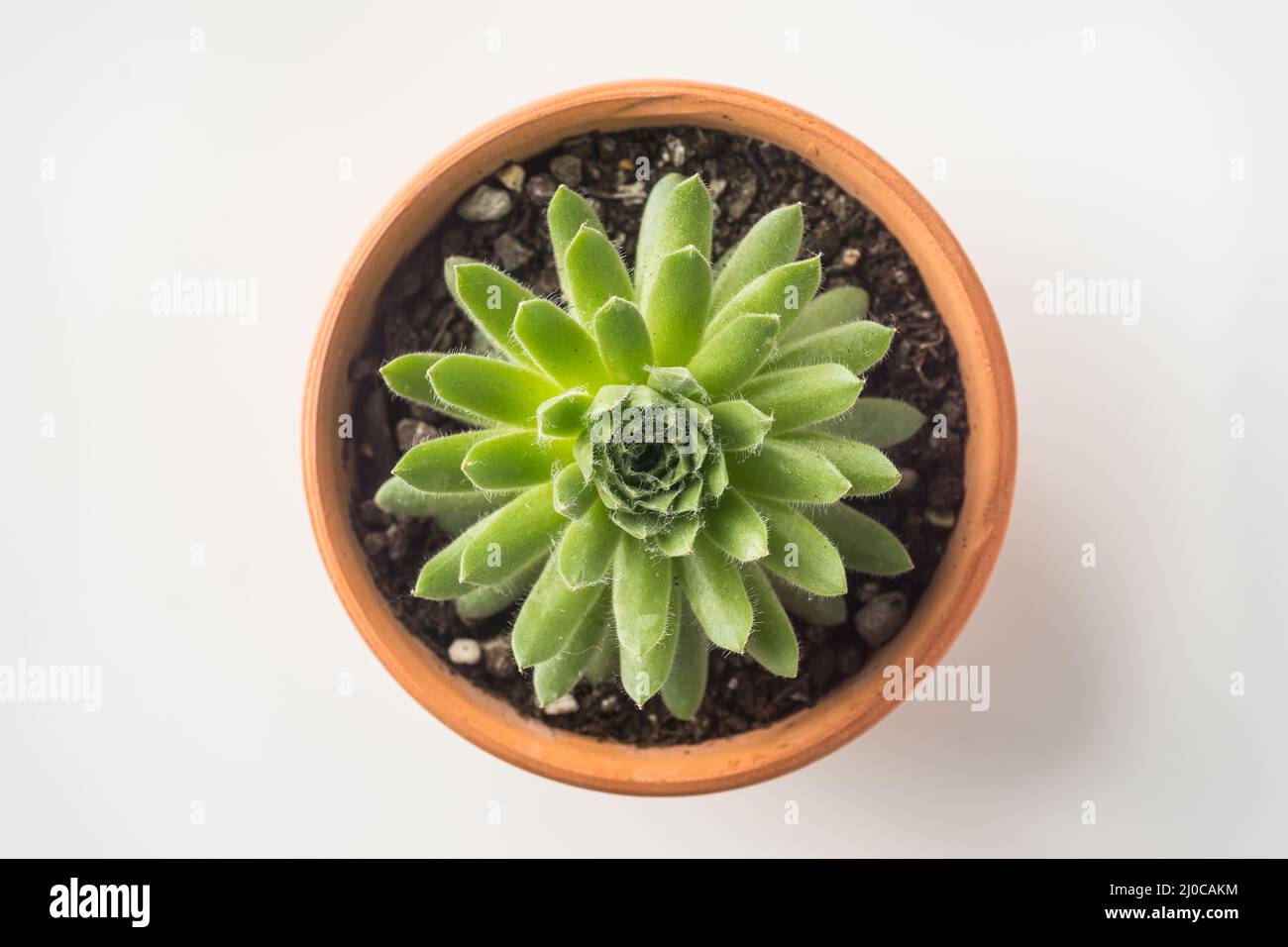 Top, view, succulent, plant, isolated, background, green, white, desk, grey, cactus, table, flower, pot, water, houseplant, life Stock Photo