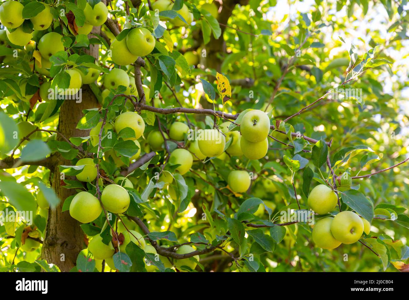 Ripe apples hanging on tree branches in summer garden Stock Photo - Alamy