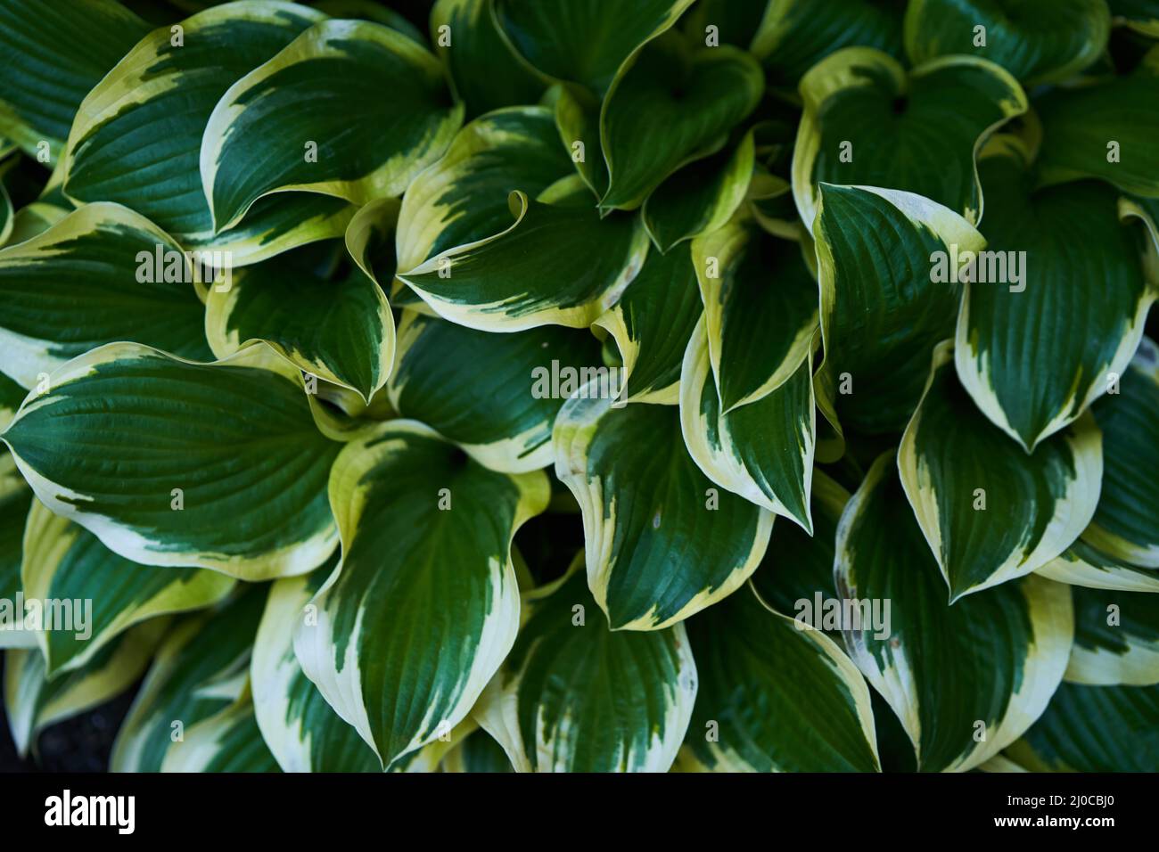Hosta plantaginea in the garden. The natural background.Green leaves of ornamental plants.. High quality photo Stock Photo