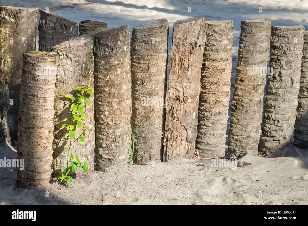 Palm tree trunk wood fence in the beach Stock Photo