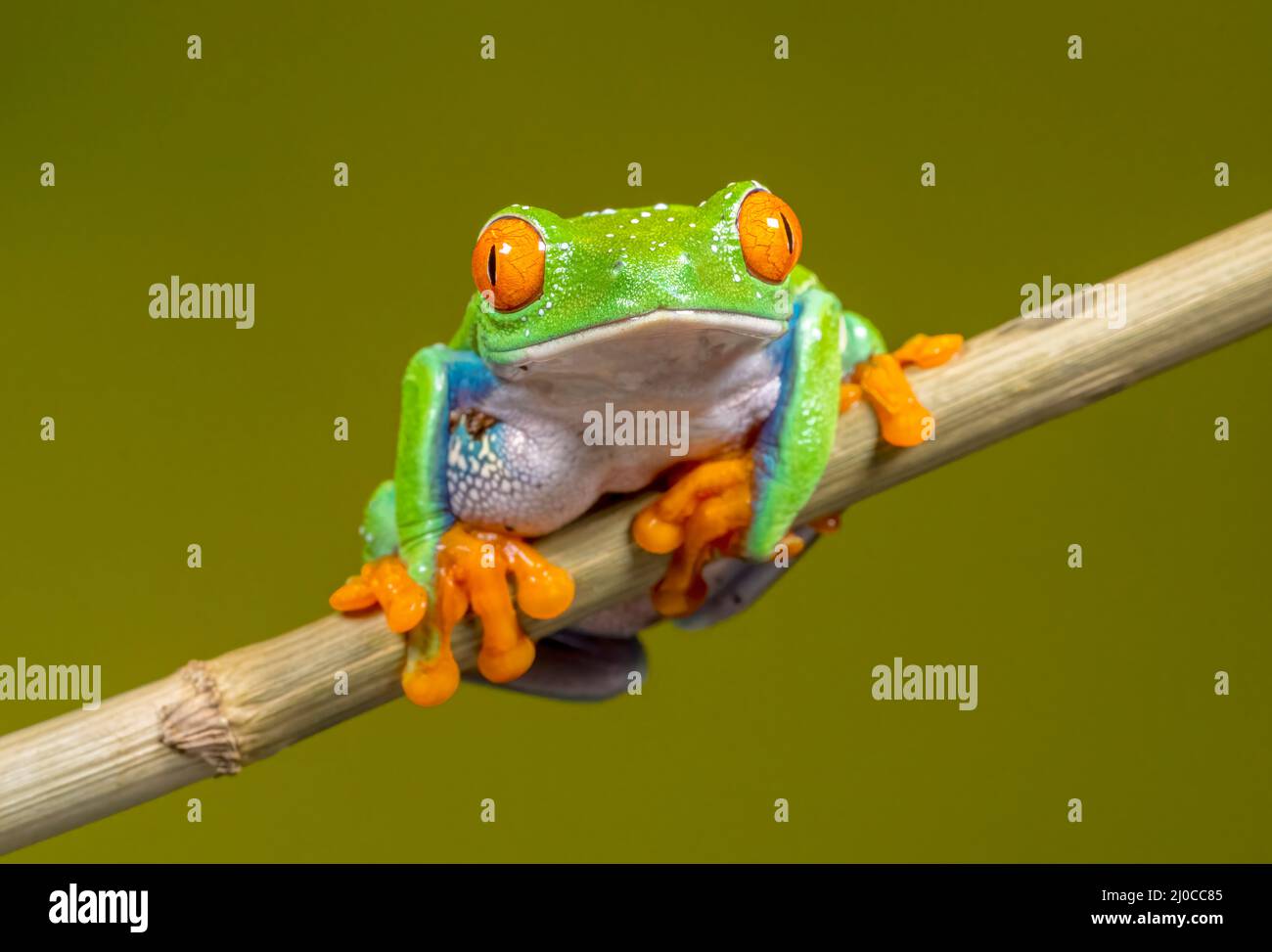 Red Eyed Tree Frog (Agalychnis callidryas), sitting on a plant stem and facing front Stock Photo